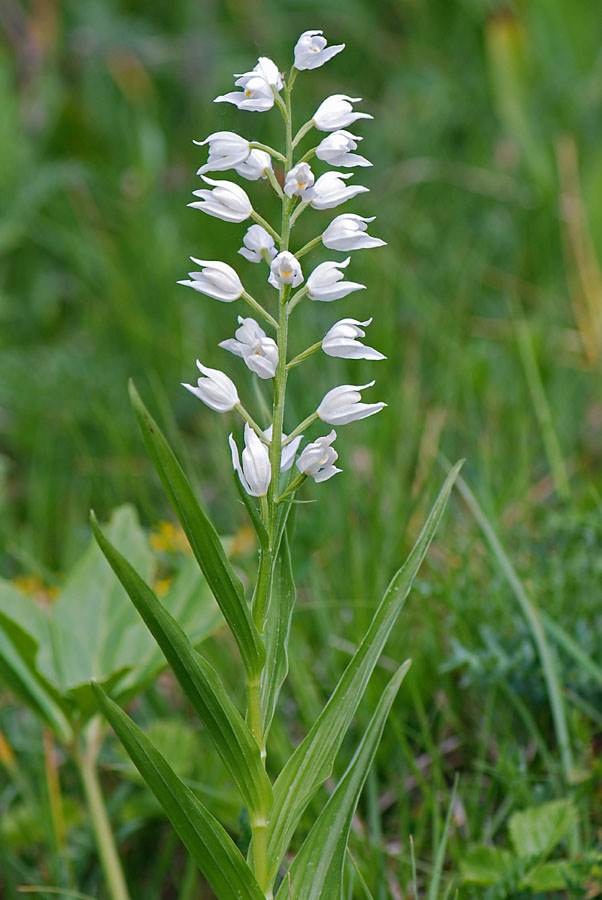 Cephalanthera longifolia